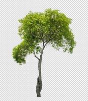 Tree on transparent picture background with clipping path photo