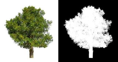 single tree with clipping path and alpha channel on black background photo