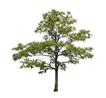 Tree that are isolated on a white background are suitable for both printing and web pages photo