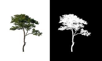 single tree with clipping path and alpha channel on black background photo