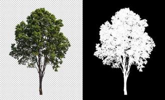 Tree on transparent picture background with clipping path, single tree with clipping path and alpha channel on black background photo