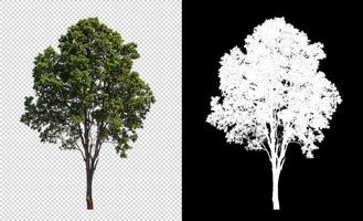 árbol sobre fondo de imagen transparente con ruta de recorte, árbol único con ruta de recorte y canal alfa sobre fondo negro foto