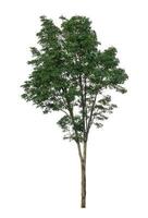 Tree that are isolated on a white background are suitable for both printing and web pages photo