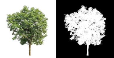 single tree with clipping path and alpha channel on black background photo