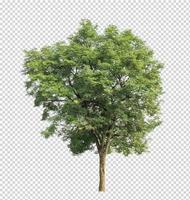 Tree on transparent picture background with clipping path photo