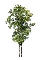 Tree that are isolated on a white background are suitable for both printing and web pages photo