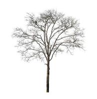 Dead tree that are isolated on a white background are suitable for both printing and web pages photo