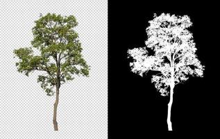 árbol sobre fondo de imagen transparente con ruta de recorte, árbol único con ruta de recorte y canal alfa sobre fondo negro foto