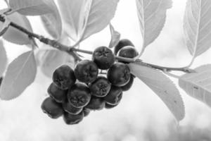 Photography on theme beautiful berry branch aronia bush photo