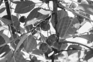 Photography on theme beautiful fruit branch cherry tree photo