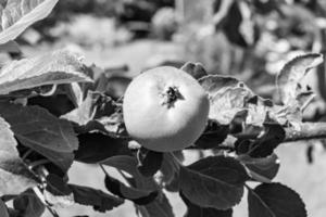 Photography on theme beautiful fruit branch apple tree photo