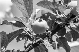 fotografía sobre el tema hermosa fruta rama manzano foto