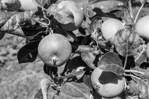 Photography on theme beautiful fruit branch apple tree photo