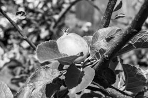 Photography on theme beautiful fruit branch apple tree photo