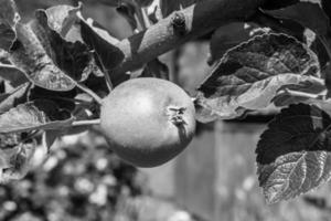 fotografía sobre el tema hermosa fruta rama manzano foto