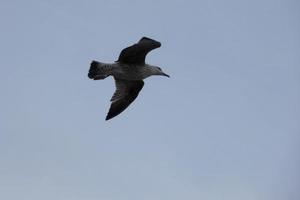 Wild seagulls in nature along the cliffs of the Catalan Costa Brava, Mediterranean, Spain. photo