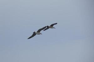 Wild seagulls in nature along the cliffs of the Catalan Costa Brava, Mediterranean, Spain. photo