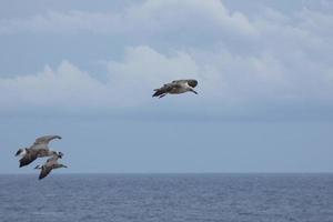 Wild seagulls in nature along the cliffs of the Catalan Costa Brava, Mediterranean, Spain. photo