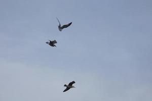 Wild seagulls in nature along the cliffs of the Catalan Costa Brava, Mediterranean, Spain. photo