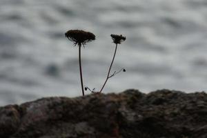 dried flowers and mediterranean leaves with marine background photo