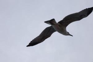 gaviotas salvajes en la naturaleza a lo largo de los acantilados de la costa brava catalana, mediterráneo, españa. foto