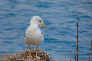 Wild seagulls in nature along the cliffs of the Catalan Costa Brava, Mediterranean, Spain. photo