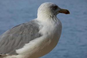 Wild seagulls in nature along the cliffs of the Catalan Costa Brava, Mediterranean, Spain. photo