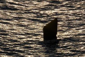 Backlighting of a marine marker buoy photo