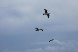 Wild seagulls in nature along the cliffs of the Catalan Costa Brava, Mediterranean, Spain. photo