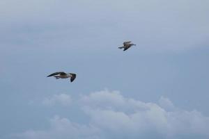 Wild seagulls in nature along the cliffs of the Catalan Costa Brava, Mediterranean, Spain. photo