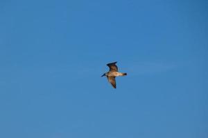 Wild seagulls in nature along the cliffs of the Catalan Costa Brava, Mediterranean, Spain. photo