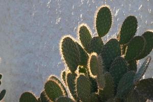 Backlit cactus typical of warm areas with little water photo