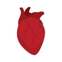 Muscle human heart icon flat isolated vector