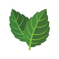 Natural mint leaf icon flat isolated vector