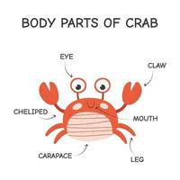 Cartoon body parts of crab. Isolated vector illustration on white background.