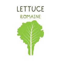 Cartoon romaine lettuce isolated vector illustration on white background