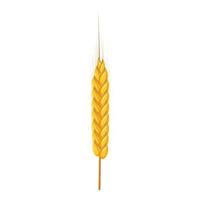 Dry wheat spikelet icon, cartoon style vector