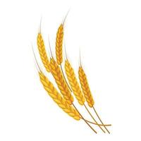 Gold ripe wheat ears icon, cartoon style vector