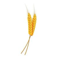 Two wheat ears icon, cartoon style vector