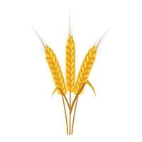 Spikelets of wheat icon, cartoon style vector