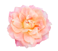 rosa ro på en isolera transparent bakgrund. png