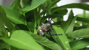 escarabajo del bosque de largo gemido video