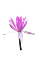 lírio rosa florescente ou flor de lótus em fundo isolado png