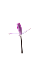 blühende rosa Lilie oder Lotusblume auf isoliertem Hintergrund png