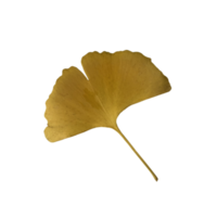 Yellow fresh ginkgo leaf isolated, medicinal organic plant close-up, clipping path cutout object, eco-friendly environment concept png