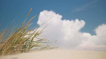 duinen Aan de kust van de zwart zee, gras onder de windstoten van wind. 4k beweging video. de storm draagt zand langs de strand en vormen duinen. blauw lucht met wolken, ruimte voor tekst. detailopname. video