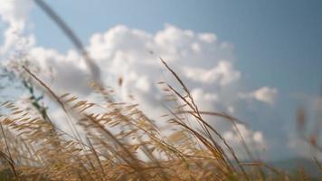 l'herbe sèche se déplace sous de fortes rafales de vent, contre un ciel bleu avec des nuages, arrière-plan flou, vidéo 4k en temps réel. sécheresse, attente de la pluie, changement climatique, étés chauds et secs. video