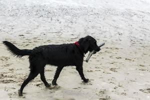 Black dog playing with sticks on beach sand in Germany. photo