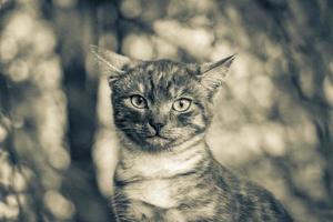 hermoso lindo gato con ojos amarillos fondo verde naturaleza minsk. foto