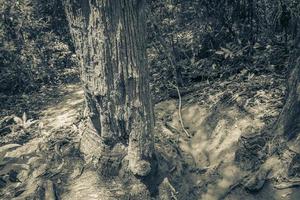 Hiking trail in natural tropical jungle forest Ilha Grande Brazil. photo